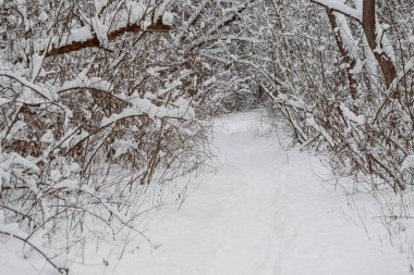 Ağaçlara çok kar yağan ormanda beyaz bir patika.