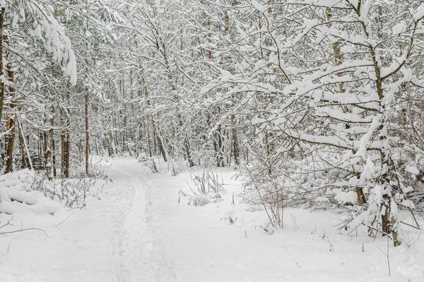 Weiße Spur im Wald, wo viel Schnee auf die Bäume gefallen ist — Stockfoto
