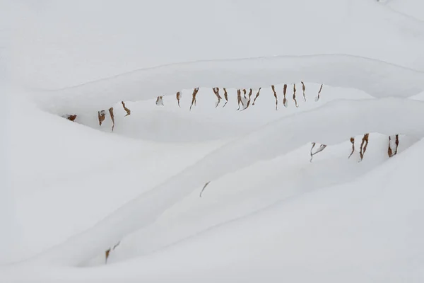 Floresta coberta de neve ramo arbusto coberto com uma espessa camada de neve. — Fotografia de Stock