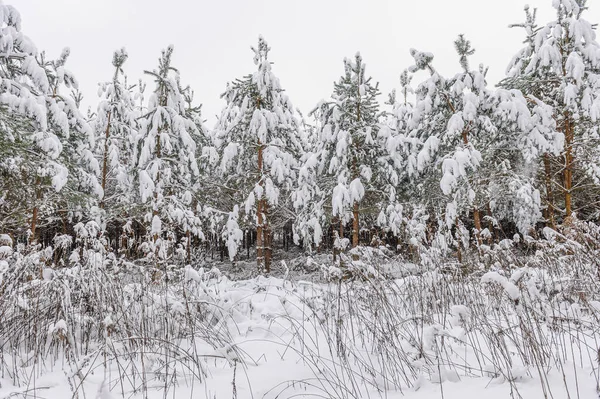 Nadelbäume im Schnee im Winterwald. Schneebedeckter Wald — Stockfoto