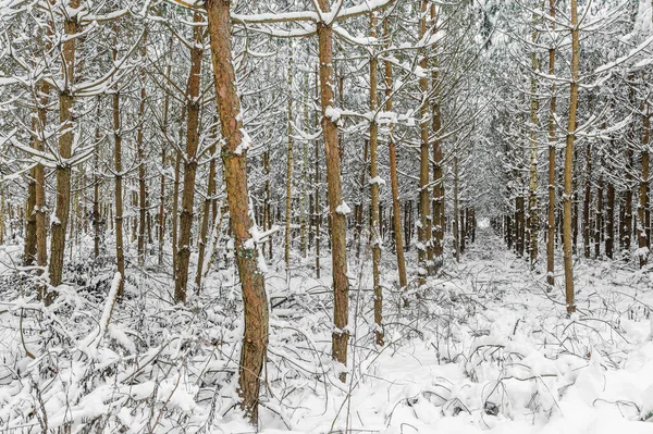Κωνοφόρα δέντρα στο χιόνι στο χειμερινό δάσος. Δάσος καλυμμένο με χιόνι — Φωτογραφία Αρχείου