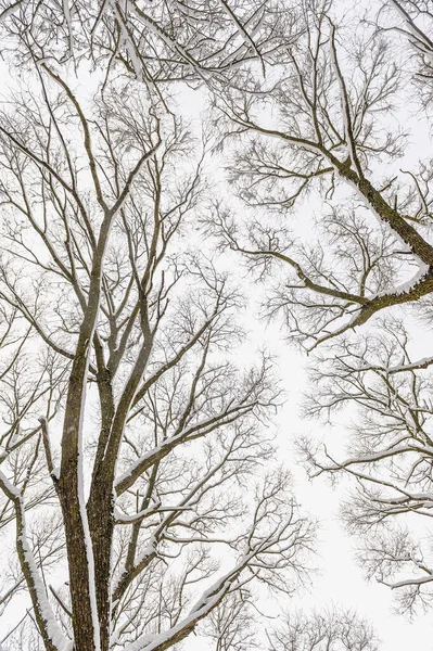 Gráficos de inverno. Ramos de árvores congelados na natureza de inverno — Fotografia de Stock