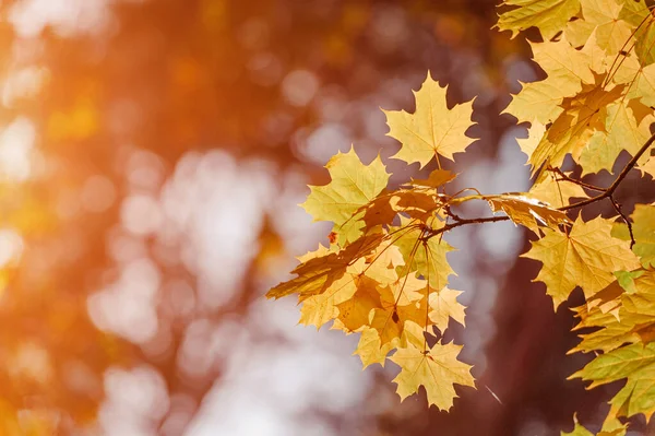Herfst bladeren van esdoorn boom op de zon. Val wazig achtergrond. — Stockfoto