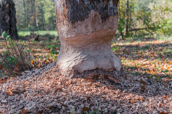 Дубовий стовбур дерева, забитий диким лісовим бобром . — стокове фото