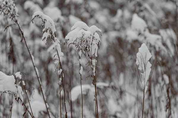 Snow-covered forest bush branch covered with a thick layer of snow. — Stock Photo, Image
