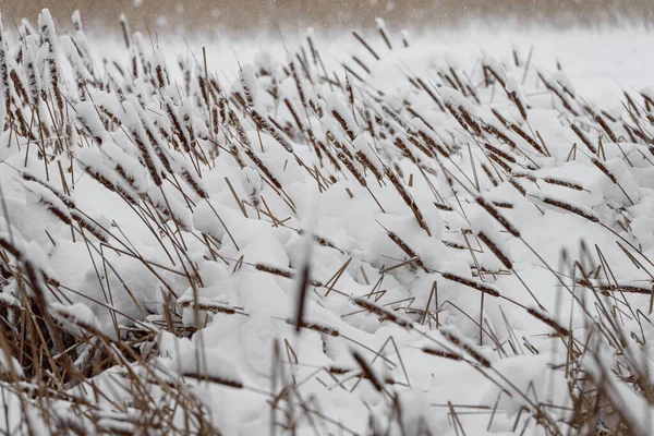 Close-up of dry reeds. The seed of the reeds, covered with snow — Stock Photo, Image