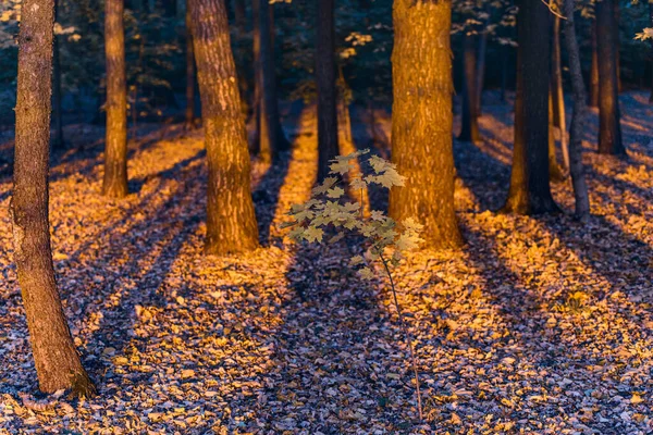 Troncos coloridos de árvores na paisagem do outono. A árvore com o oco. — Fotografia de Stock