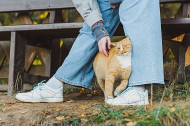 Mutlu Zencefil Kat bir kadın tarafından okşanmayı sever.