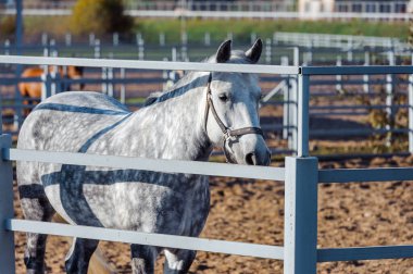 Ahırdaki beyaz bir atın portresi..