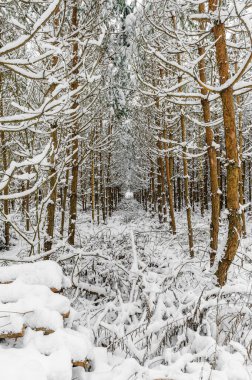 Çam ormanlarındaki kar ormanlarında birkaç dal.