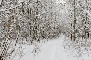 Ağaçlara çok kar yağan ormanda beyaz bir patika.