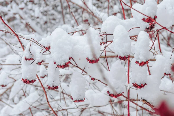 Snow on the red branches of trees and bushes after a snowfall. — Stock Photo, Image