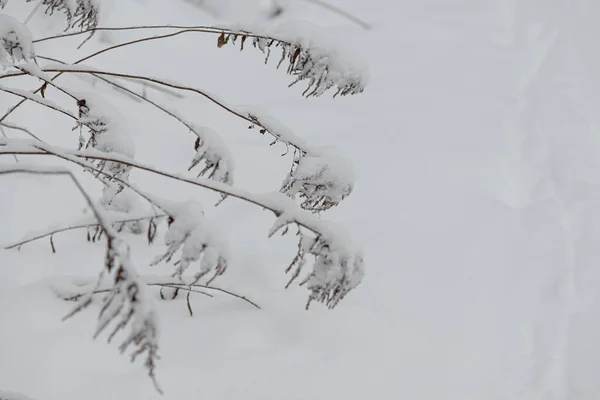 Snow-covered forest bush branch covered with a thick layer of snow. — Stock Photo, Image