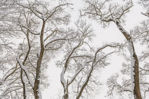 Winter graphics. Frozen branches of trees in winter nature — Stock Photo, Image