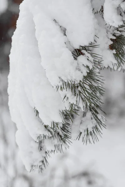 Tall pines in the snow and frost, view from below, use as a background — Stock Photo, Image