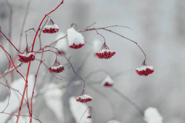 Snow on the red branches of trees and bushes after a snowfall. — Stock Photo, Image