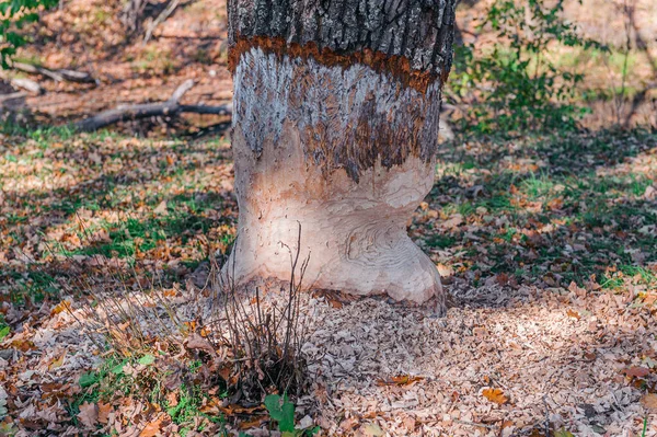 Dębowy pień gryziony przez dzikiego leśnego bobra. — Zdjęcie stockowe