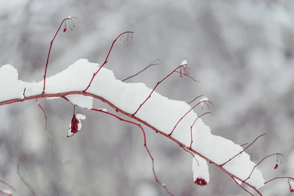 Snow on the red branches of trees and bushes after a snowfall. — Stock Photo, Image