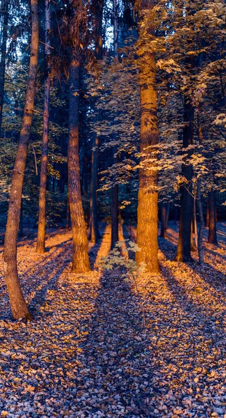 Troncos coloridos de árvores na paisagem do outono. A árvore com o oco. — Fotografia de Stock
