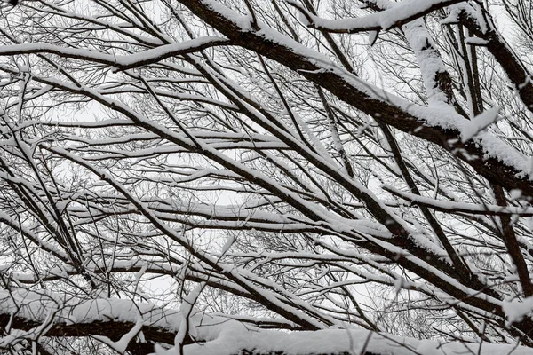 A lot of snow on tree branches. Winter forest after a heavy snowfall. — Stock Photo, Image