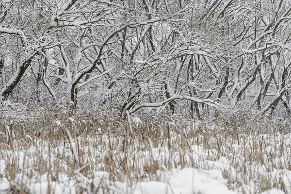 Χειμερινά γραφικά. Κατεψυγμένα κλαδιά δέντρων στη χειμερινή φύση — Φωτογραφία Αρχείου