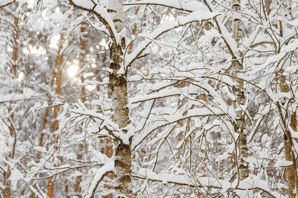 Κλαδιά από ένα σημύδα κάτω από ένα παχύ στρώμα του χιονιού, γκρο πλαν. — Φωτογραφία Αρχείου