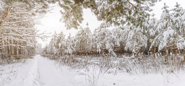 Белая тропа в лесу, где много снега упало на деревья — стоковое фото