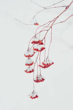 Kar yağdıktan sonra ağaçların ve çalıların kırmızı dallarında kar yağar..