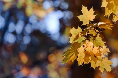 Akçaağaç yaprakları güneşte sonbahar. Sonbahar bulanık arkaplanı.