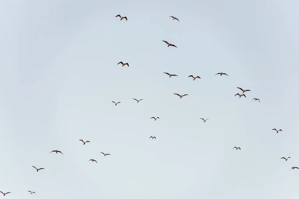 De nombreux oiseaux migrateurs mouettes volent dans le ciel couchant. — Photo