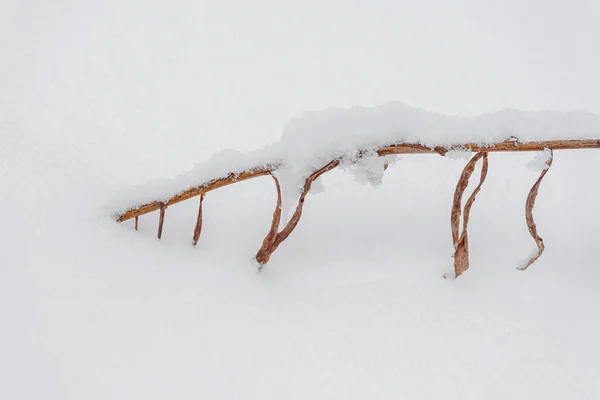 Karla kaplı orman dalları kalın bir kar tabakasıyla kaplı.. — Stok fotoğraf