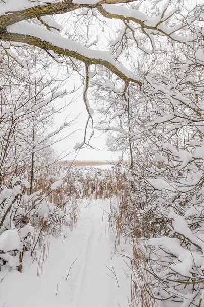 Λευκό μονοπάτι στο δάσος όπου πολύ χιόνι έχει πέσει στα δέντρα — Φωτογραφία Αρχείου