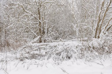 Büyük bir kar tabakasıyla kaplı ağaçlar. Karla kaplı dallar, kar yağışı.