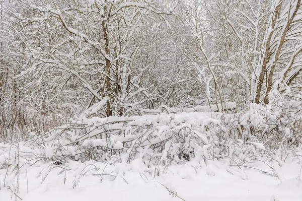 Δέντρα καλυμμένα με ένα μεγάλο στρώμα χιονιού. Κλαδιά καλυμμένα με χιόνι, χιονόπτωση. — Φωτογραφία Αρχείου
