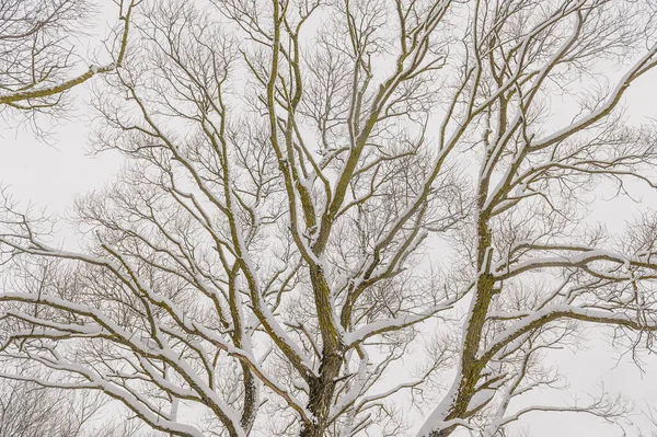 Winter graphics. Frozen branches of trees in winter nature — Stock Photo, Image