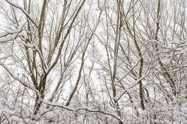 Πολύ χιόνι στα κλαδιά των δέντρων. Χειμερινό δάσος μετά από έντονη χιονόπτωση. — Φωτογραφία Αρχείου