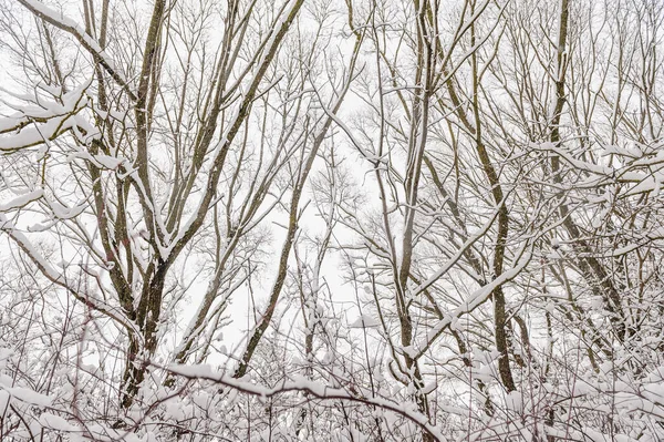 Ağaç dallarında çok kar var. Yoğun bir kar yağışından sonra kış ormanı.