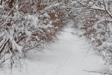 Ağaçlara çok kar yağan ormanda beyaz bir patika.