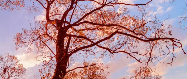 Herfst bladeren en takken in park, herfst natuurlijke achtergrond — Stockfoto