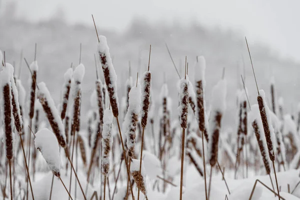 Close-up of dry reeds. The seed of the reeds, covered with snow — Stock Photo, Image