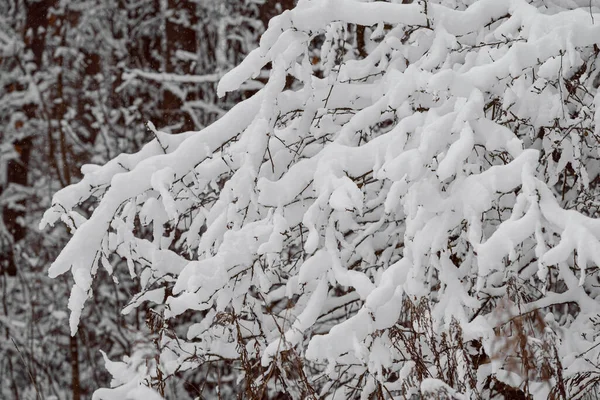 Trees covered with a large layer of snow. Snow-covered branches, snowfall. — Stock Photo, Image