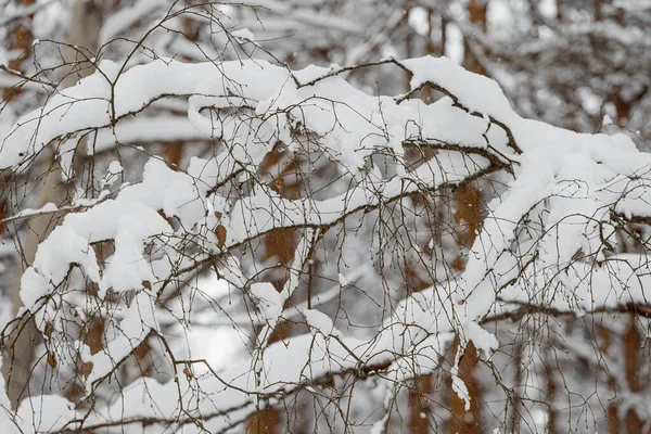 Δέντρα καλυμμένα με ένα μεγάλο στρώμα χιονιού. Κλαδιά καλυμμένα με χιόνι, χιονόπτωση. — Φωτογραφία Αρχείου