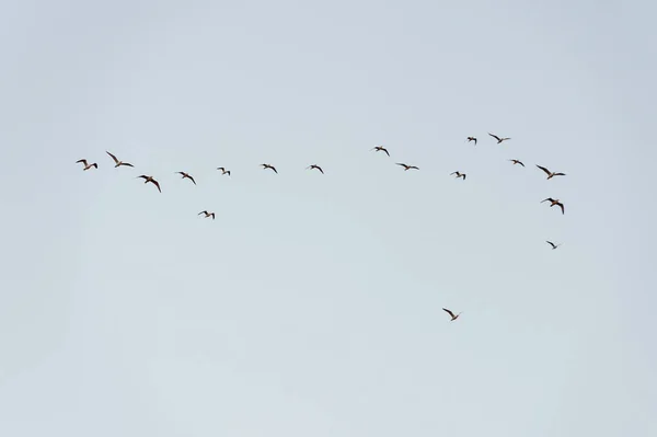 许多候鸟海鸥在日落的天空中飞翔. — 图库照片