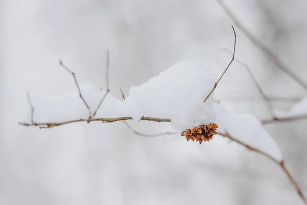 Winter bush branches under a snow blanket on a blurred background of white snow. — Stock Photo, Image