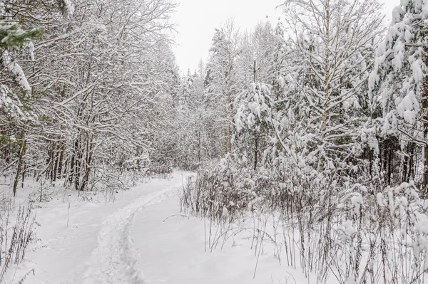 Weiße Spur im Wald, wo viel Schnee auf die Bäume gefallen ist — Stockfoto