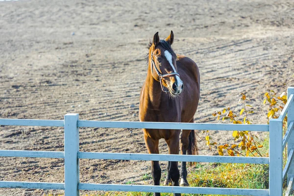 Cavallo bruno presso allevamento di cavalli. Cavallo nel campo — Foto Stock