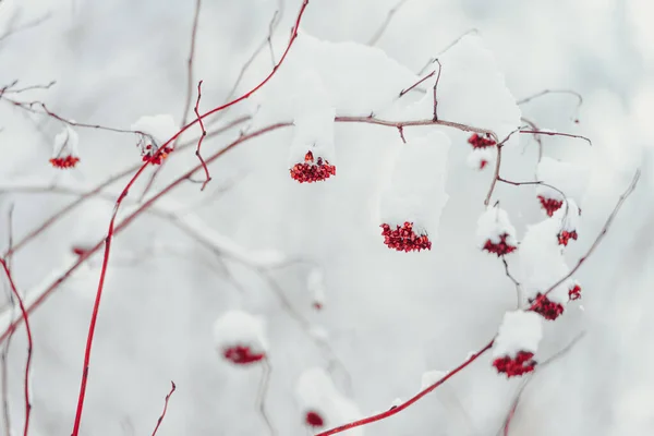 Снег на красных ветвях деревьев и кустарников после снегопада. — стоковое фото