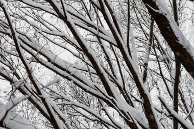 Ağaç dallarında çok kar var. Yoğun bir kar yağışından sonra kış ormanı.