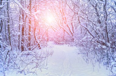 Ağaçlara çok kar yağan ormanda beyaz bir patika.