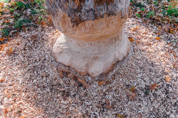 Tronco de carvalho mordiscado por castor da floresta selvagem. — Fotografia de Stock